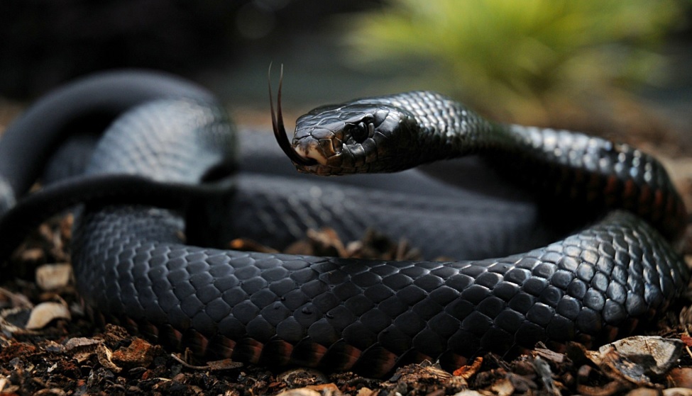 Mamba Negra Drinque Da Bartender Claudia Schumacher